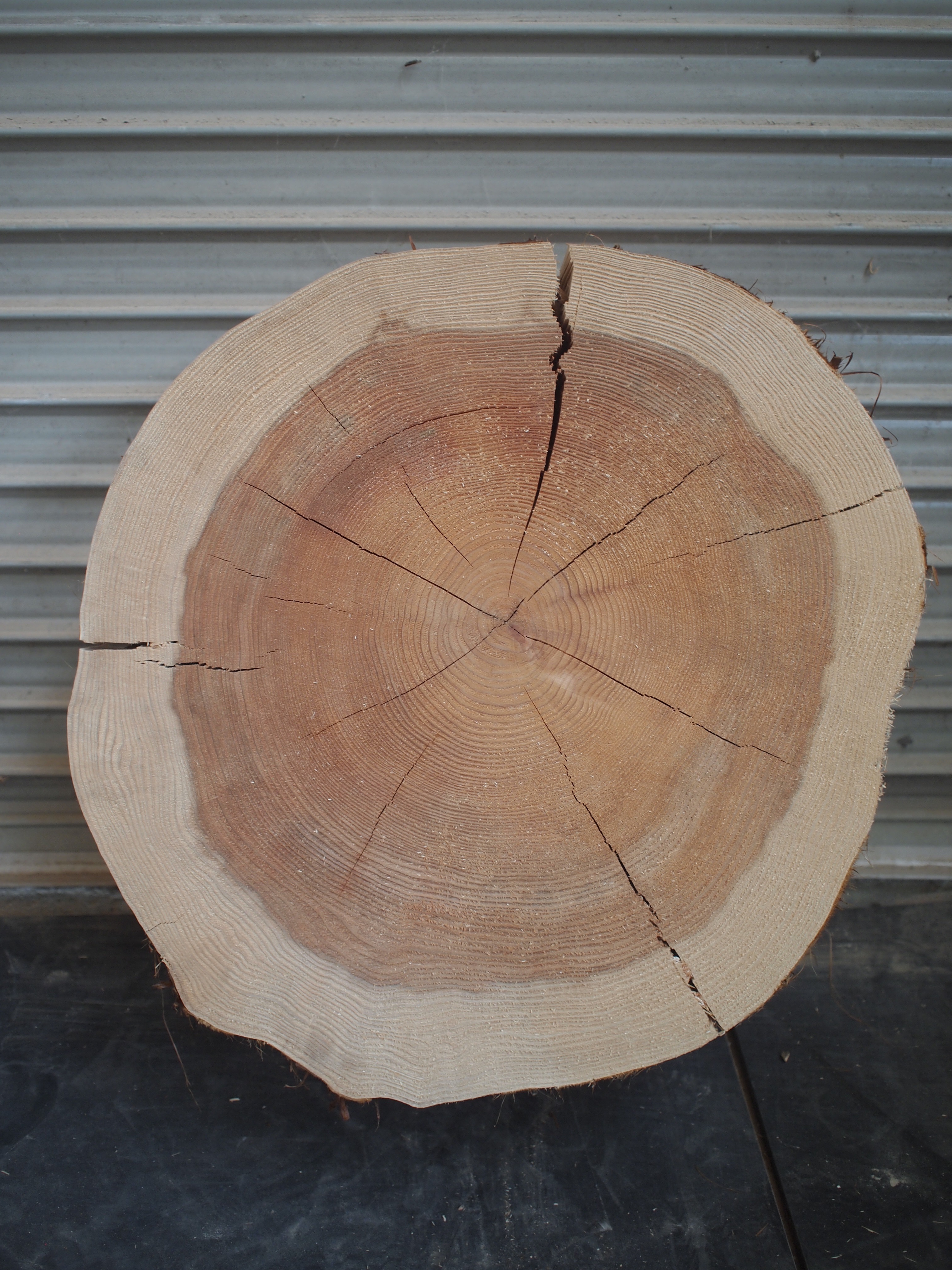丸太輪切り（天然杉） | あきたの材木屋