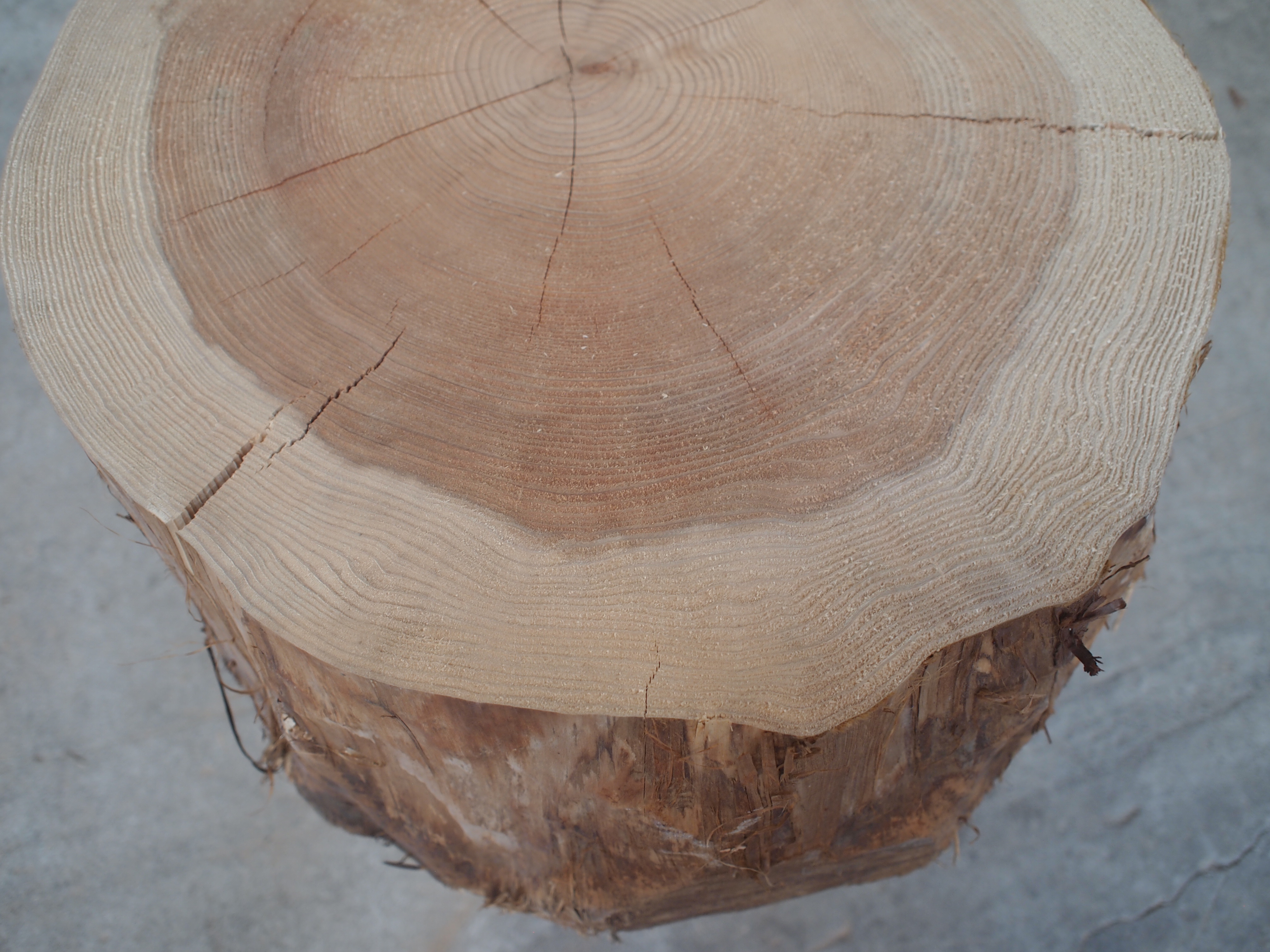 丸太輪切り（天然杉） | あきたの材木屋