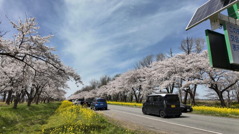 秋田県 大潟村11キロにわたる桜並木、菜の花ロード
